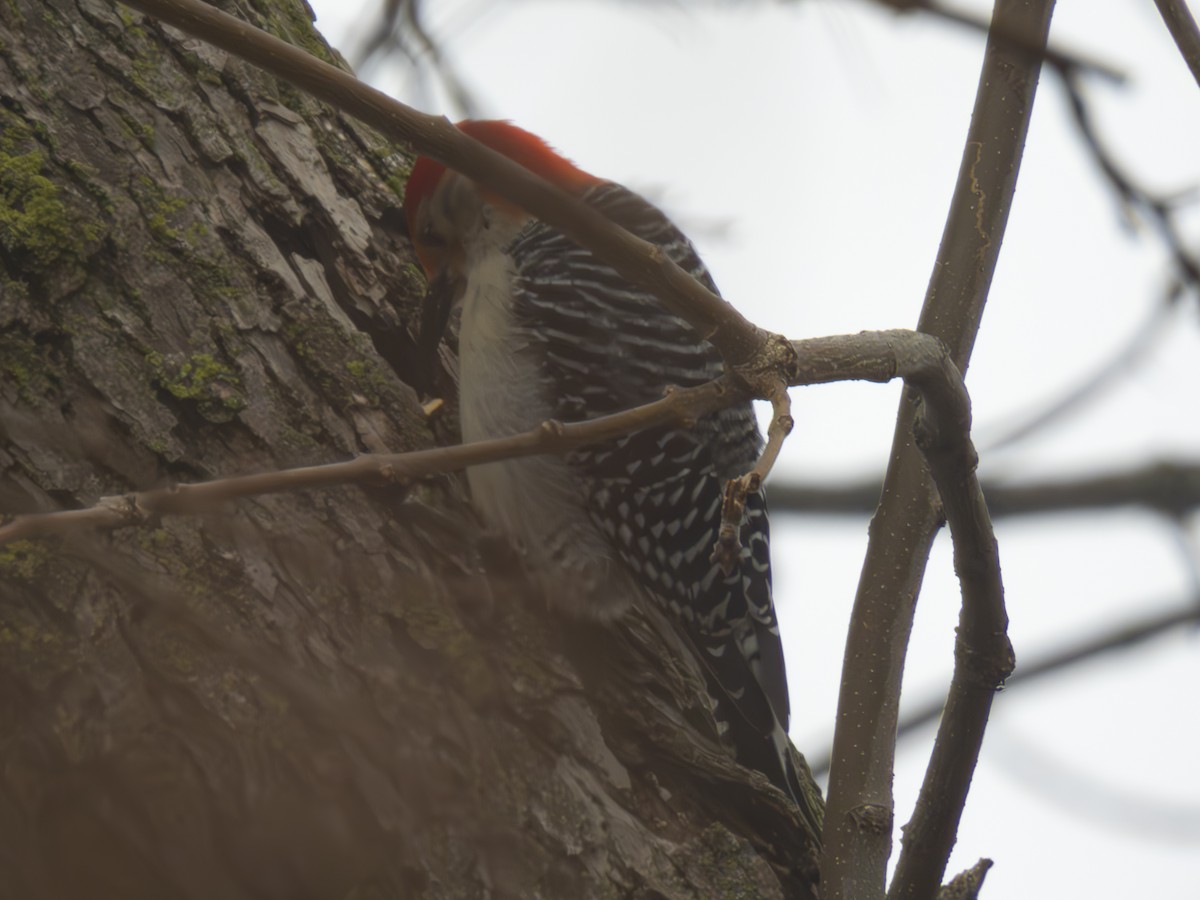 Red-bellied Woodpecker - ML615728524