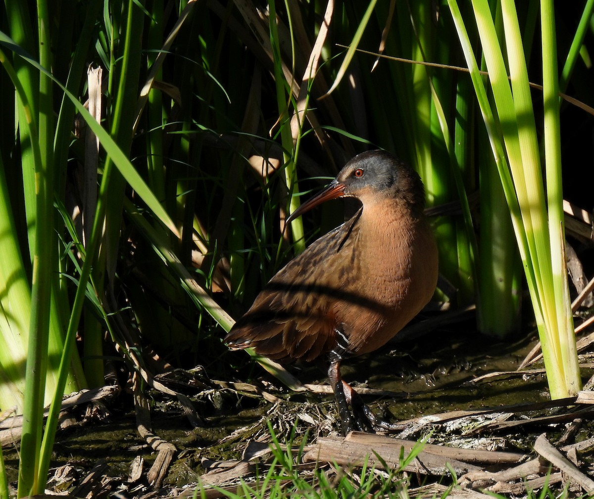 Virginia Rail - ML615728531