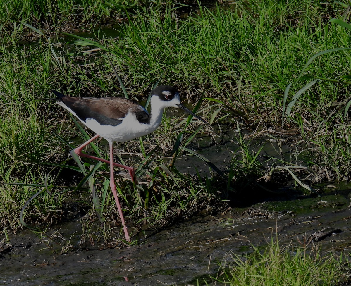 Black-necked Stilt - ML615728551