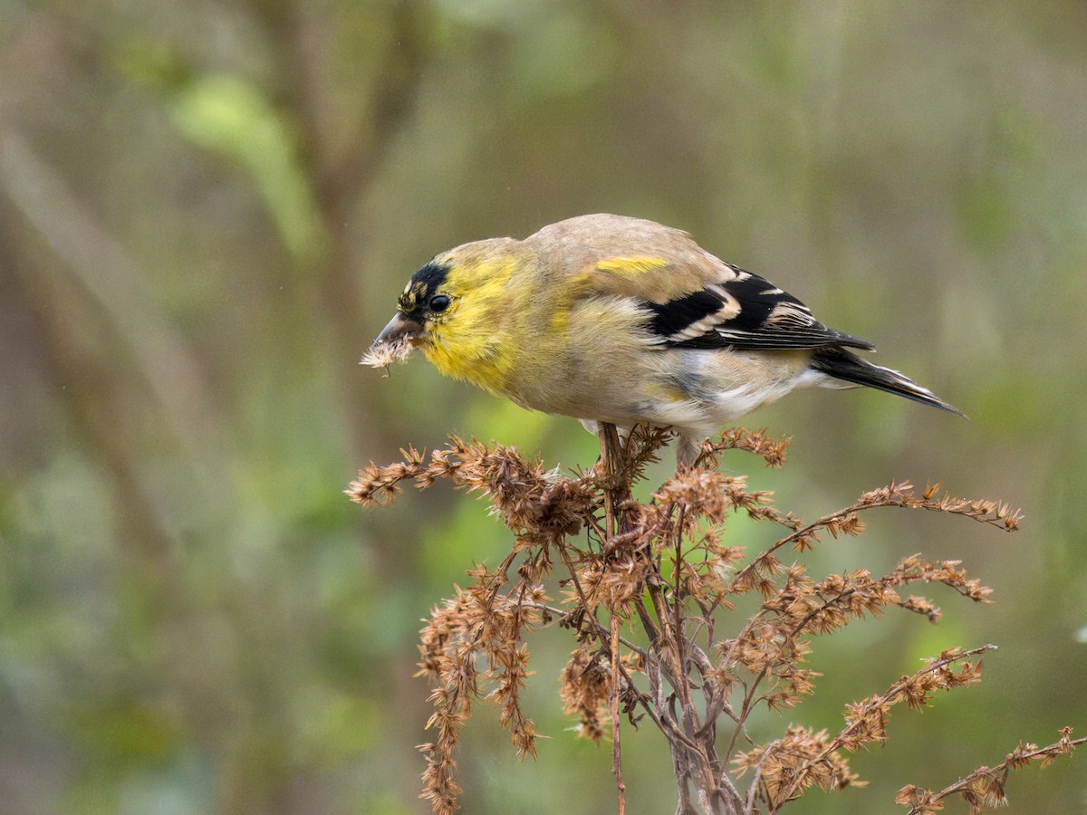 American Goldfinch - Cin-Ty Lee