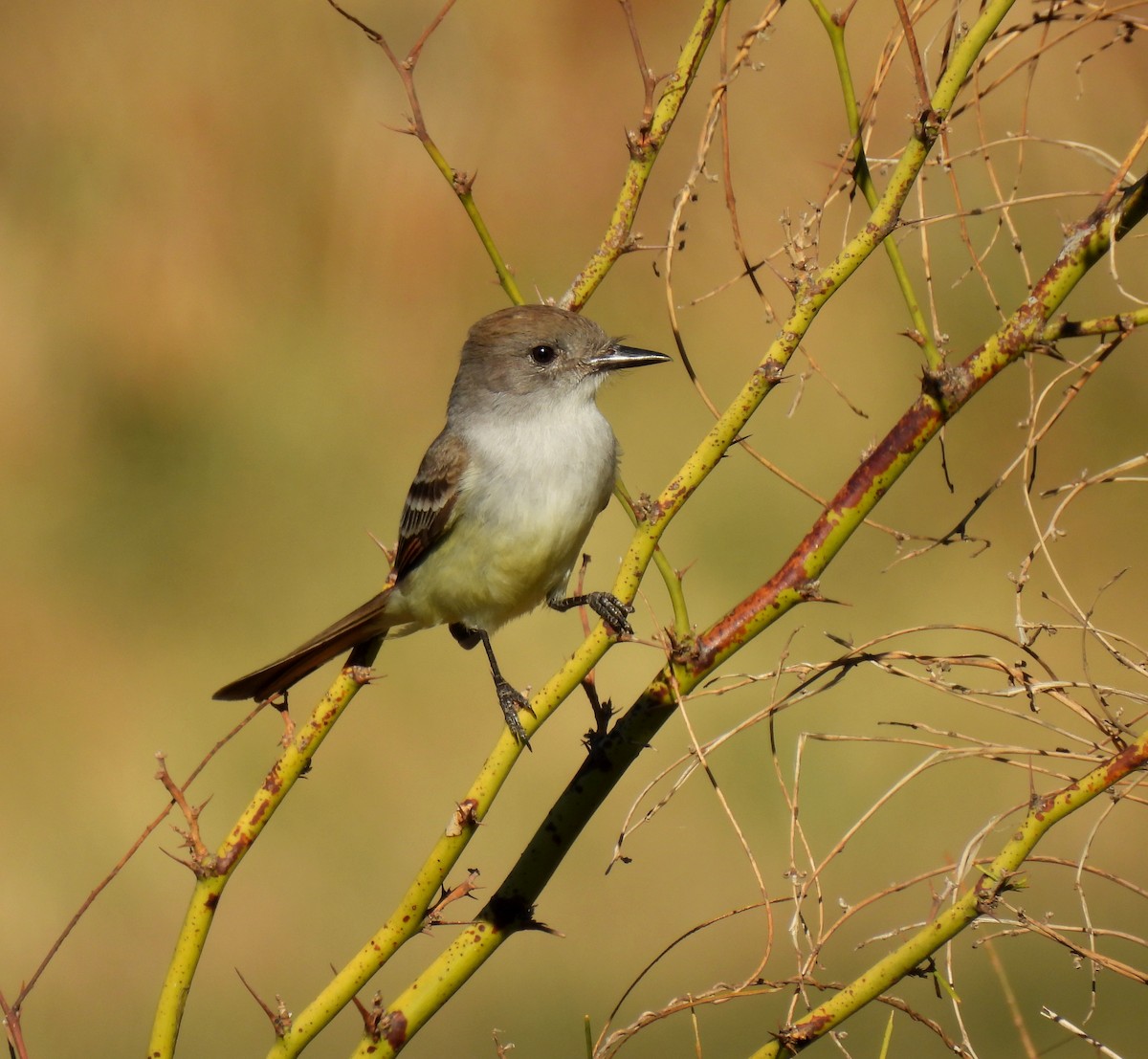 Ash-throated Flycatcher - Mary Tannehill