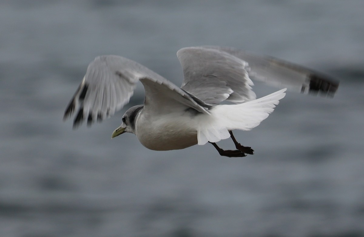 Black-legged Kittiwake - ML615728660