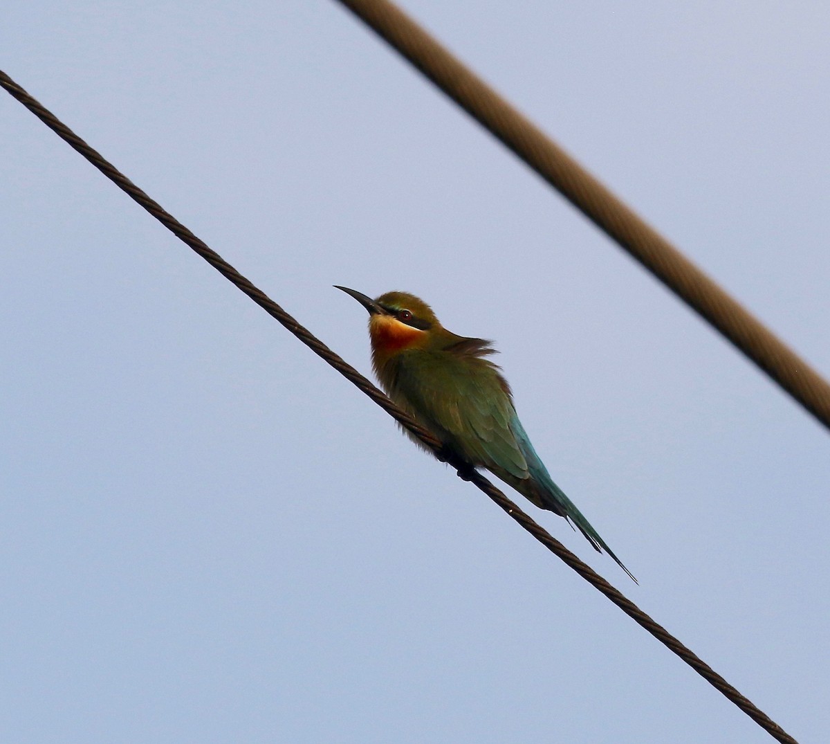Blue-tailed Bee-eater - ML615728696