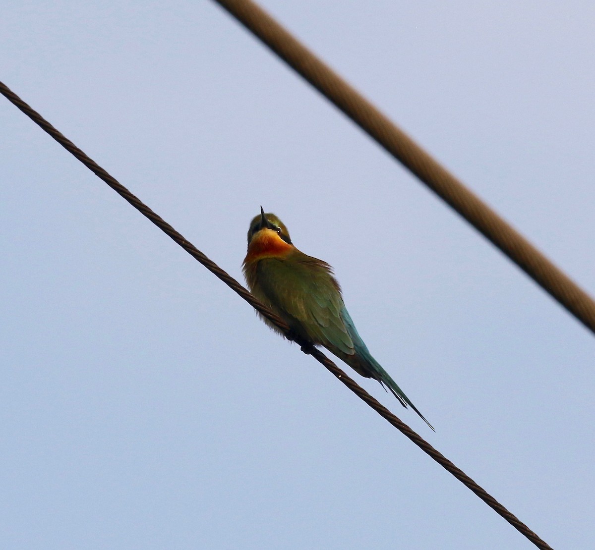 Blue-tailed Bee-eater - ML615728697