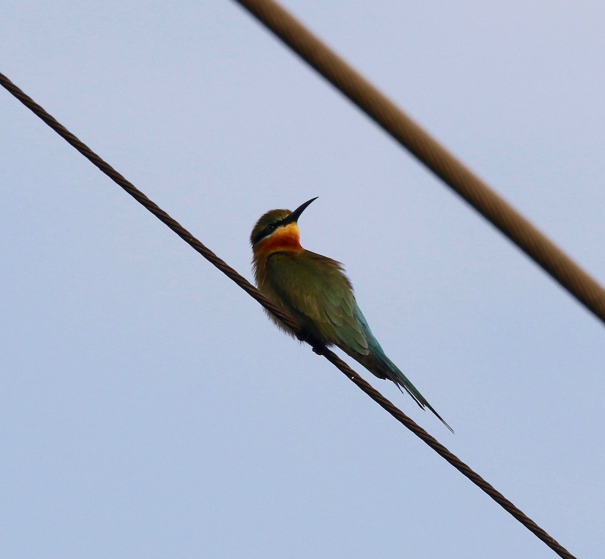 Blue-tailed Bee-eater - ML615728698