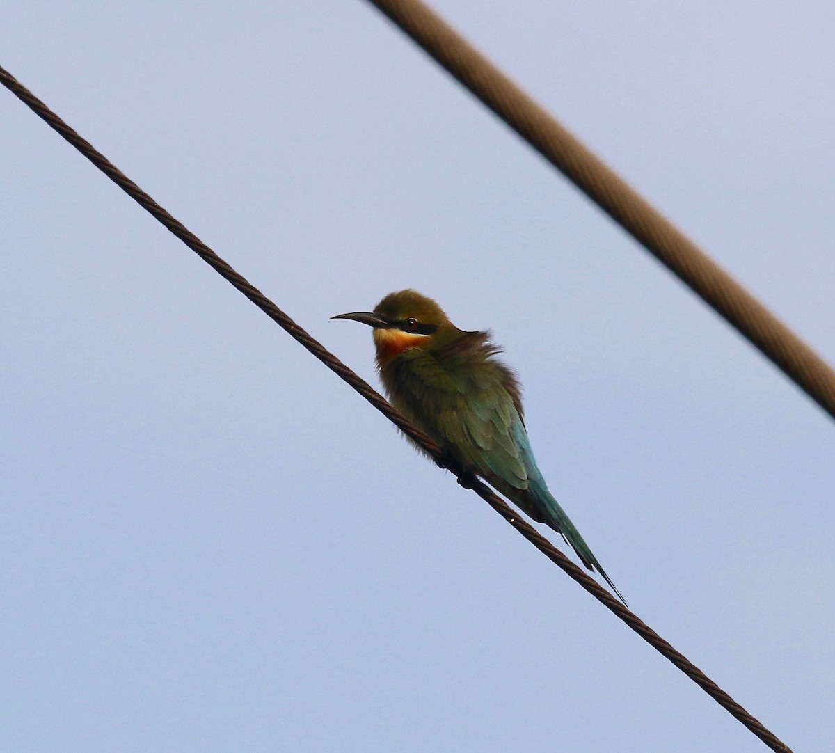 Blue-tailed Bee-eater - ML615728699