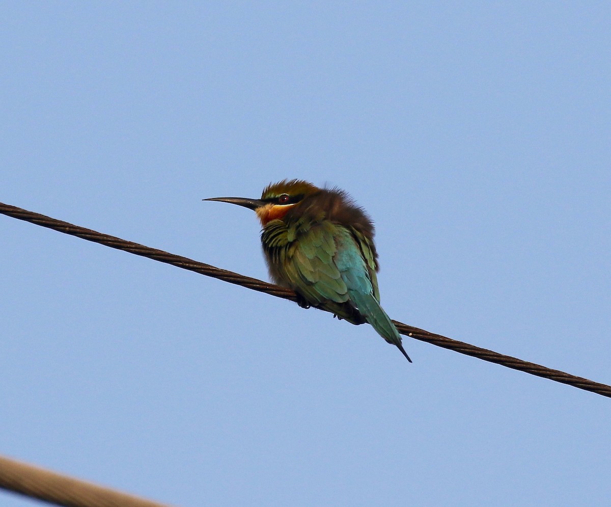 Blue-tailed Bee-eater - ML615728700