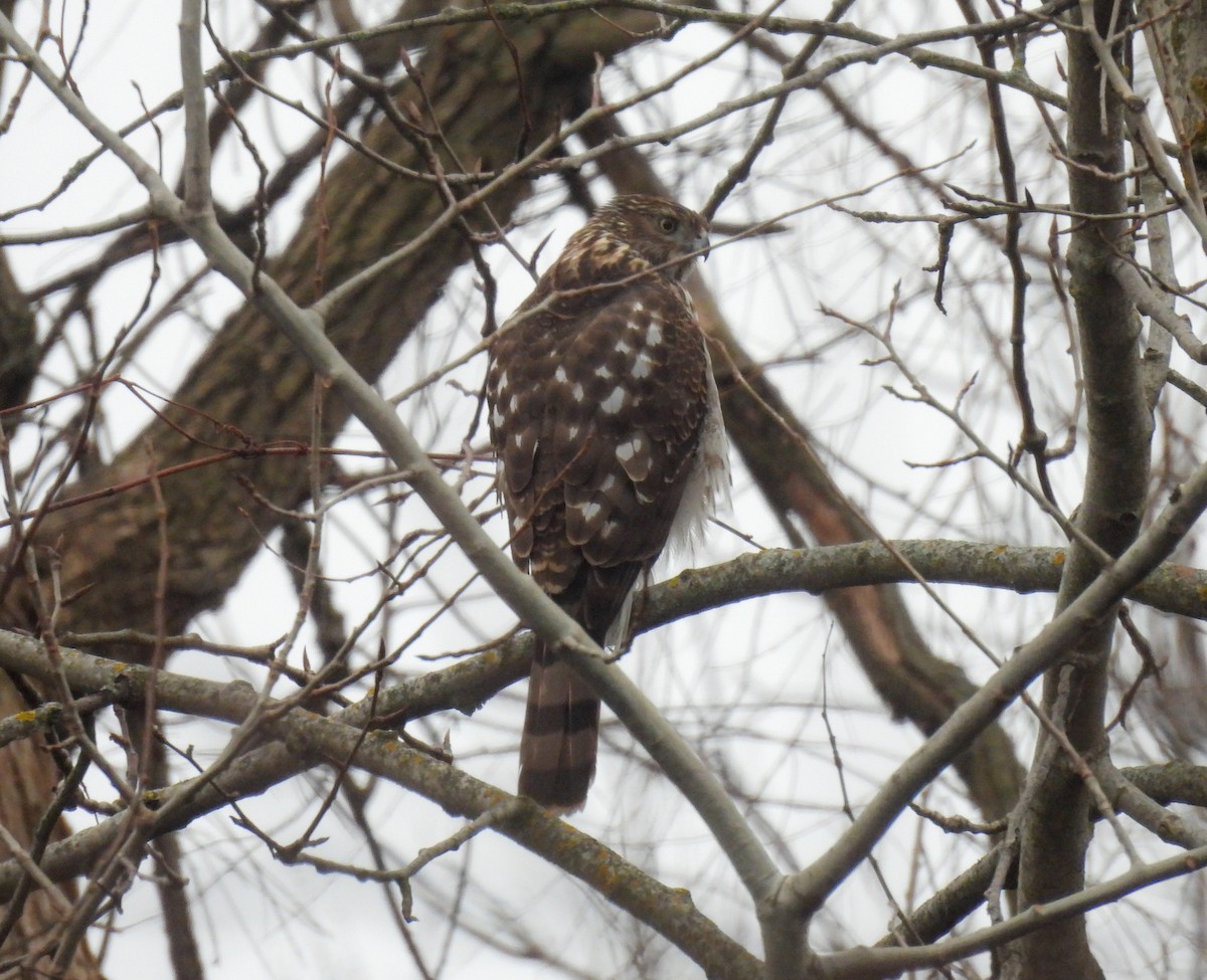 Cooper's Hawk - ML615728787