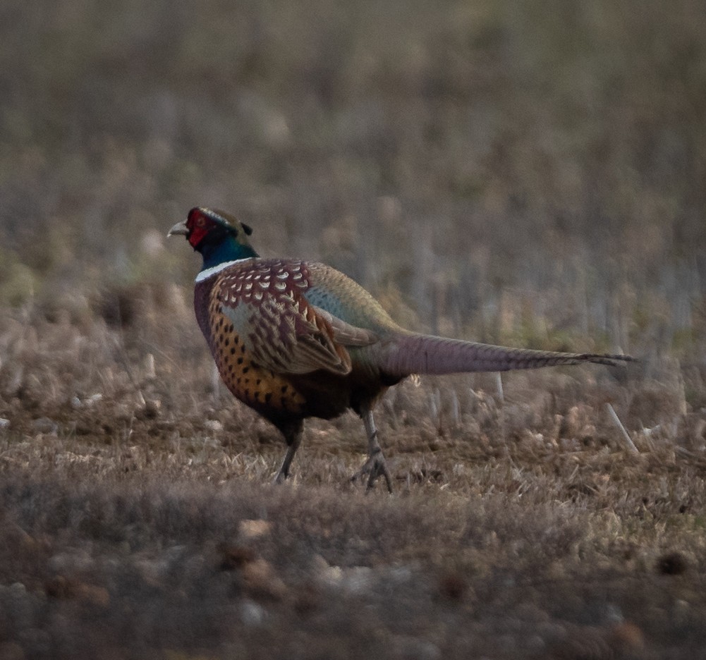 Ring-necked Pheasant - ML615728814