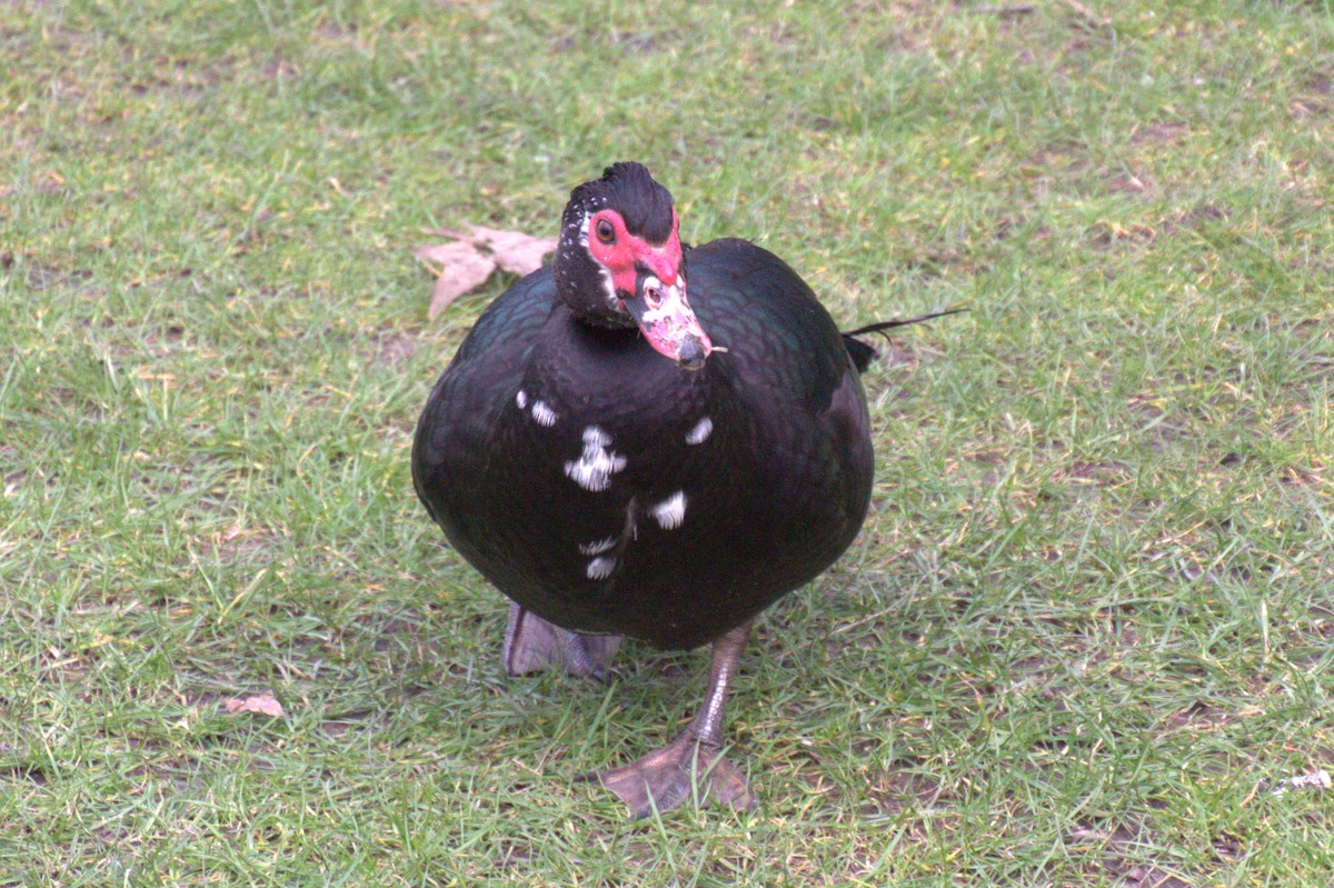 Muscovy Duck (Domestic type) - ML615728823