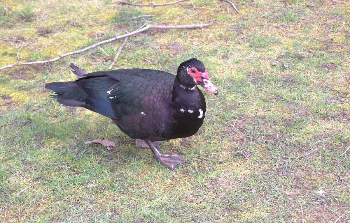 Muscovy Duck (Domestic type) - ML615728824