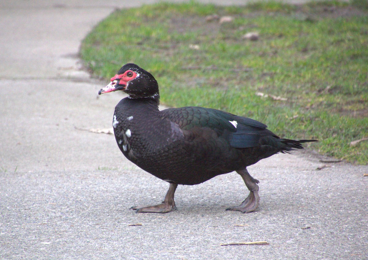 Muscovy Duck (Domestic type) - ML615728825