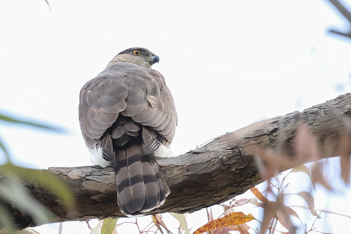 Cooper's Hawk - ML615728832