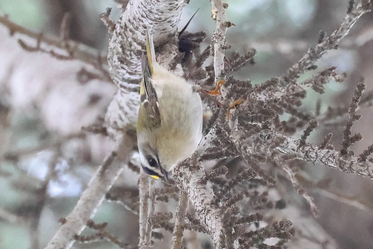 Golden-crowned Kinglet - Garrett Lau