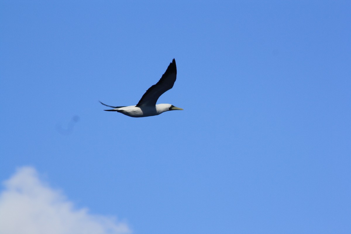 Masked Booby - ML615728852