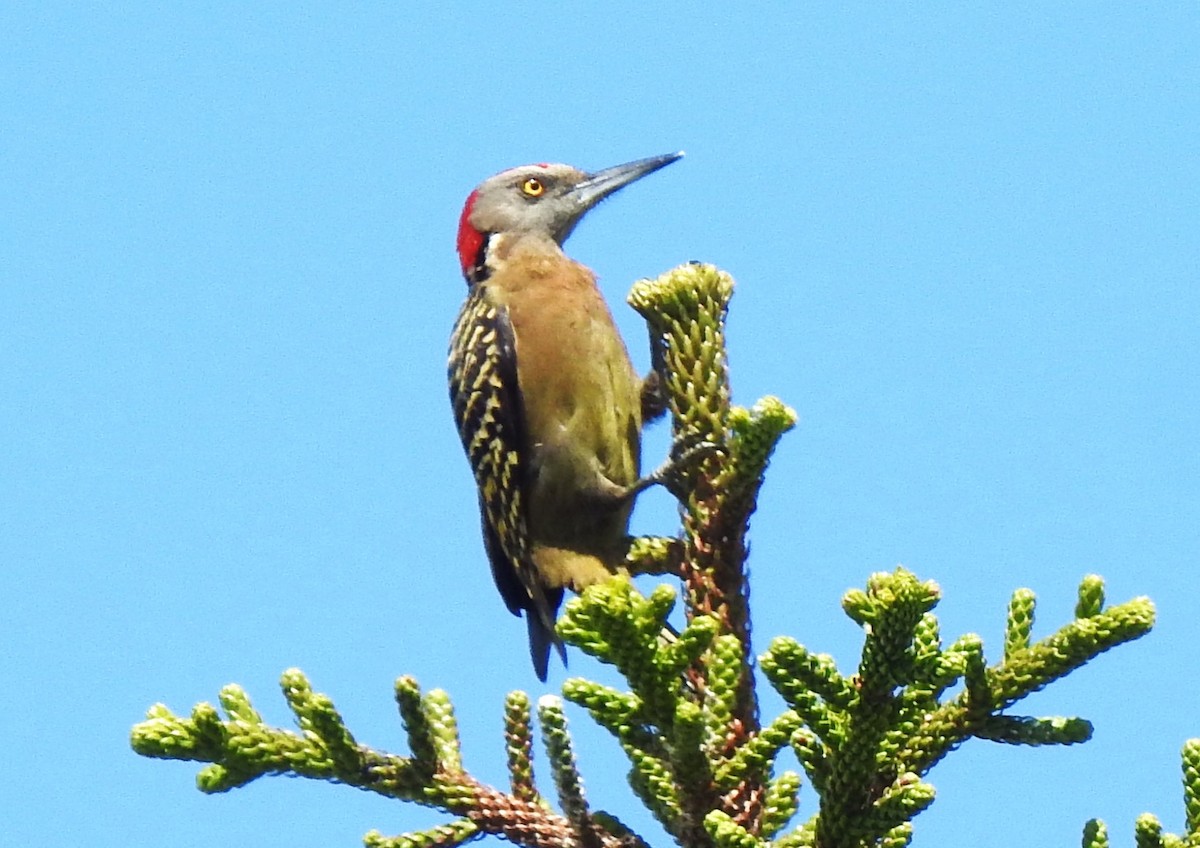 Hispaniolan Woodpecker - Mike Cowlard
