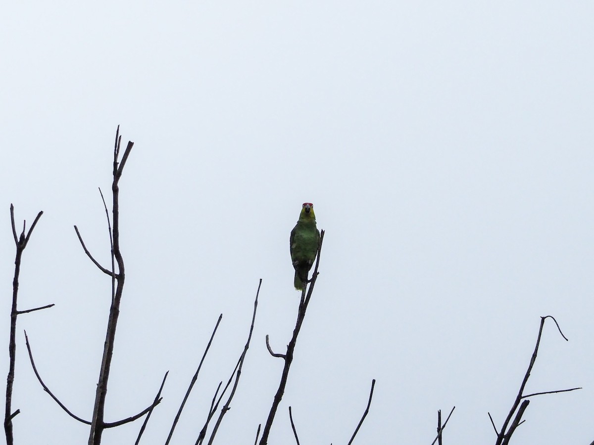 Red-lored Parrot (Lilacine) - ML615728943