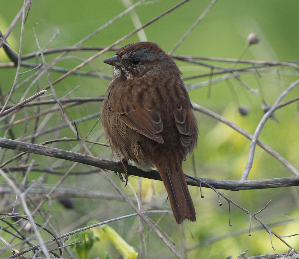 Song Sparrow (rufina Group) - ML615728988