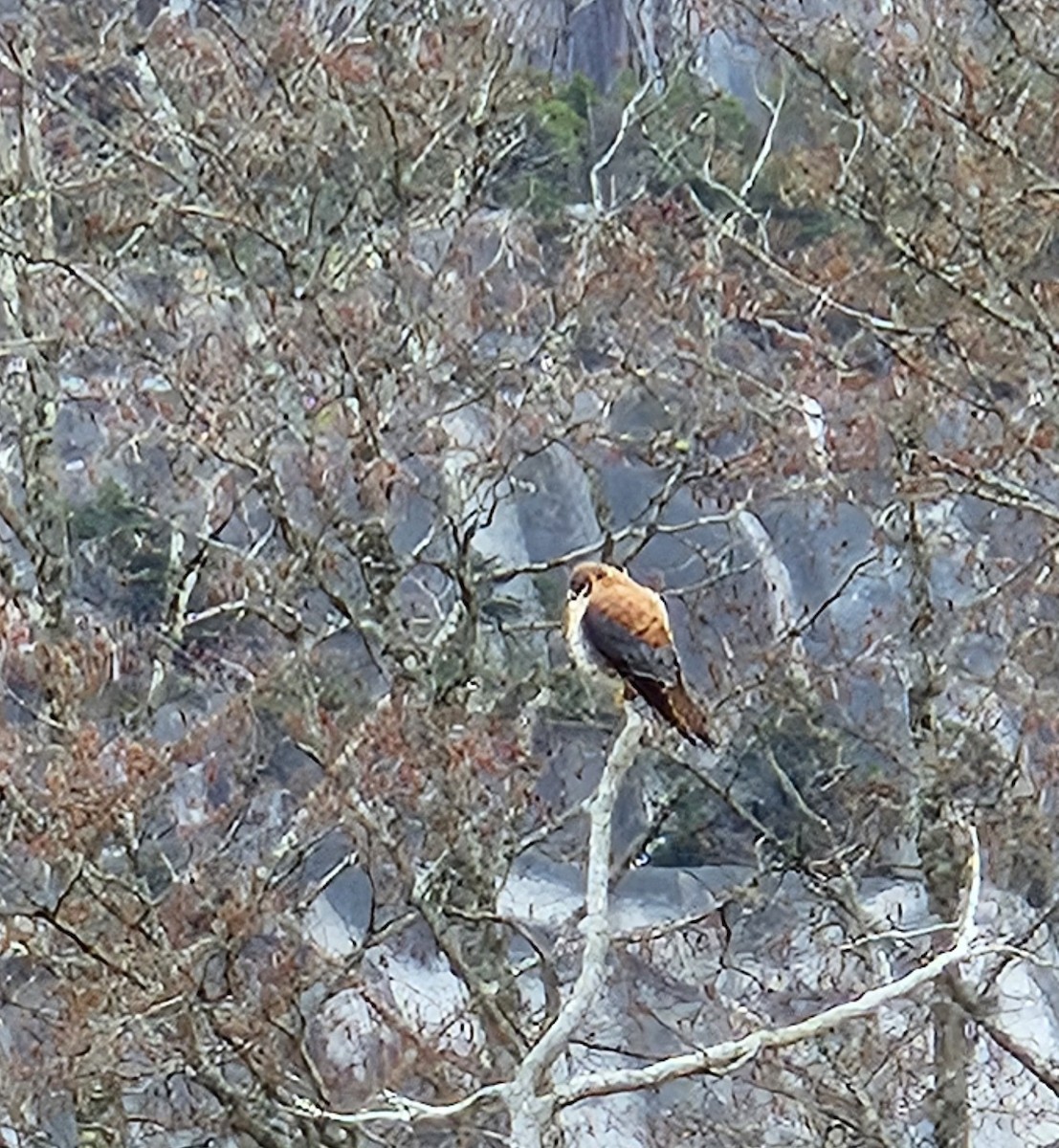 American Kestrel - ML615728999