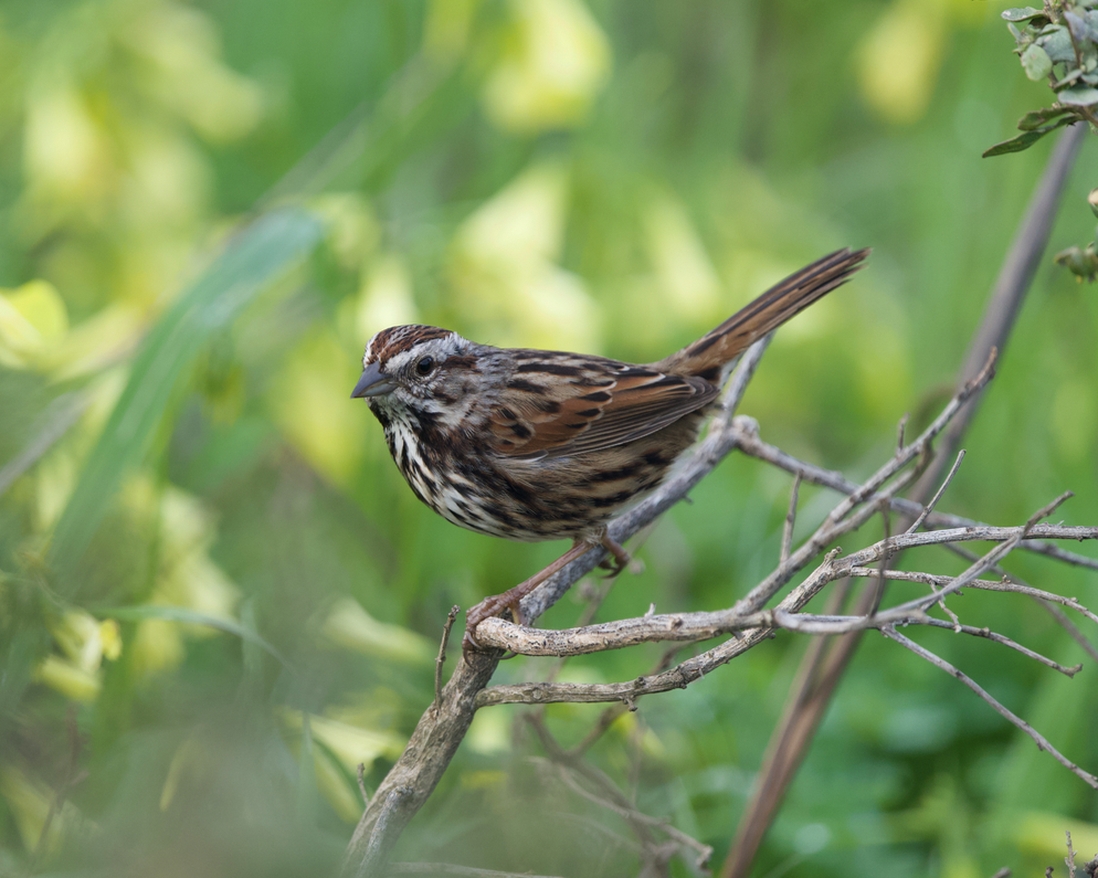 Song Sparrow (heermanni Group) - Jack Hayden