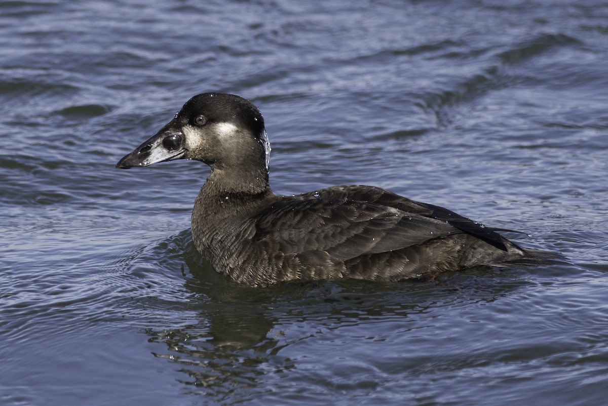 Surf Scoter - Marty DeAngelo