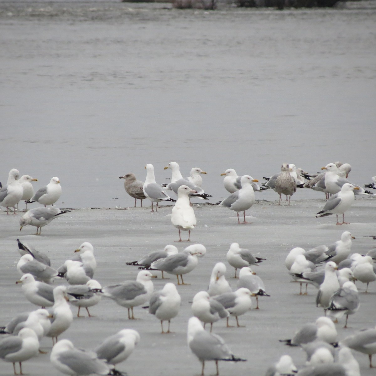 Glaucous Gull - Rodolphe Dubois