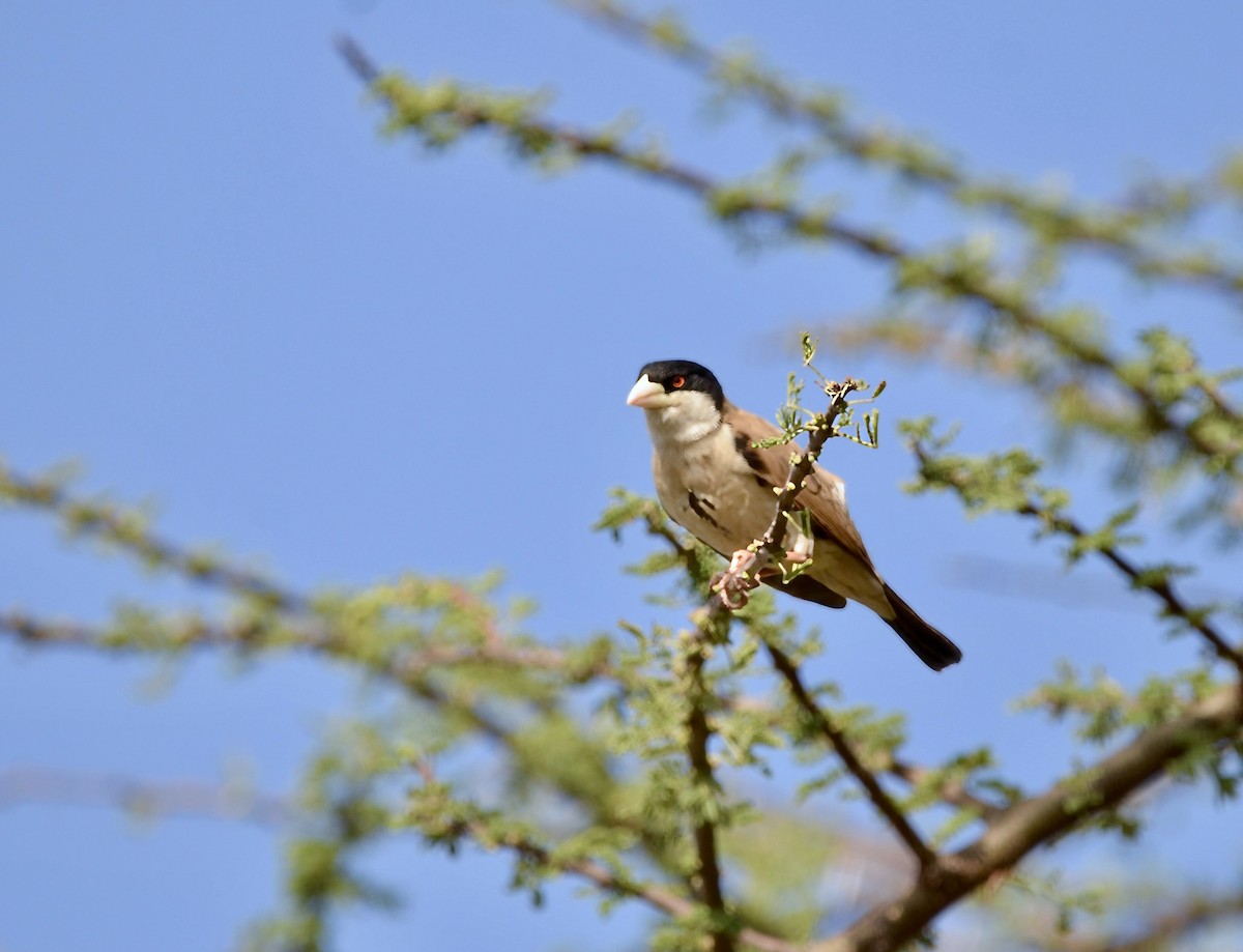 Black-capped Social-Weaver - ML615729039