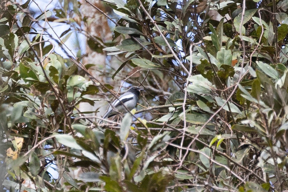 McGregor's Cuckooshrike - ML615729086