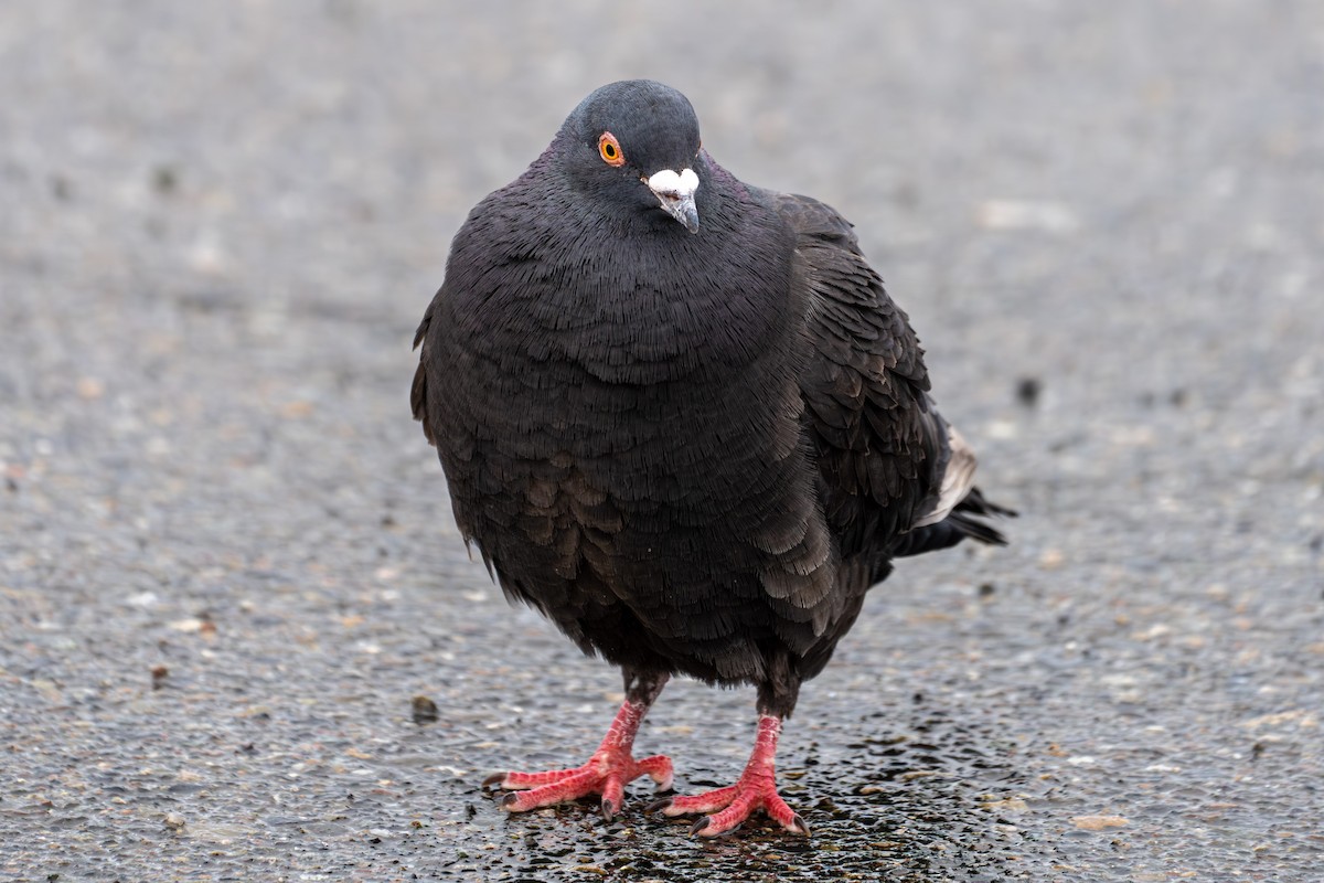 Rock Pigeon (Feral Pigeon) - ML615729157