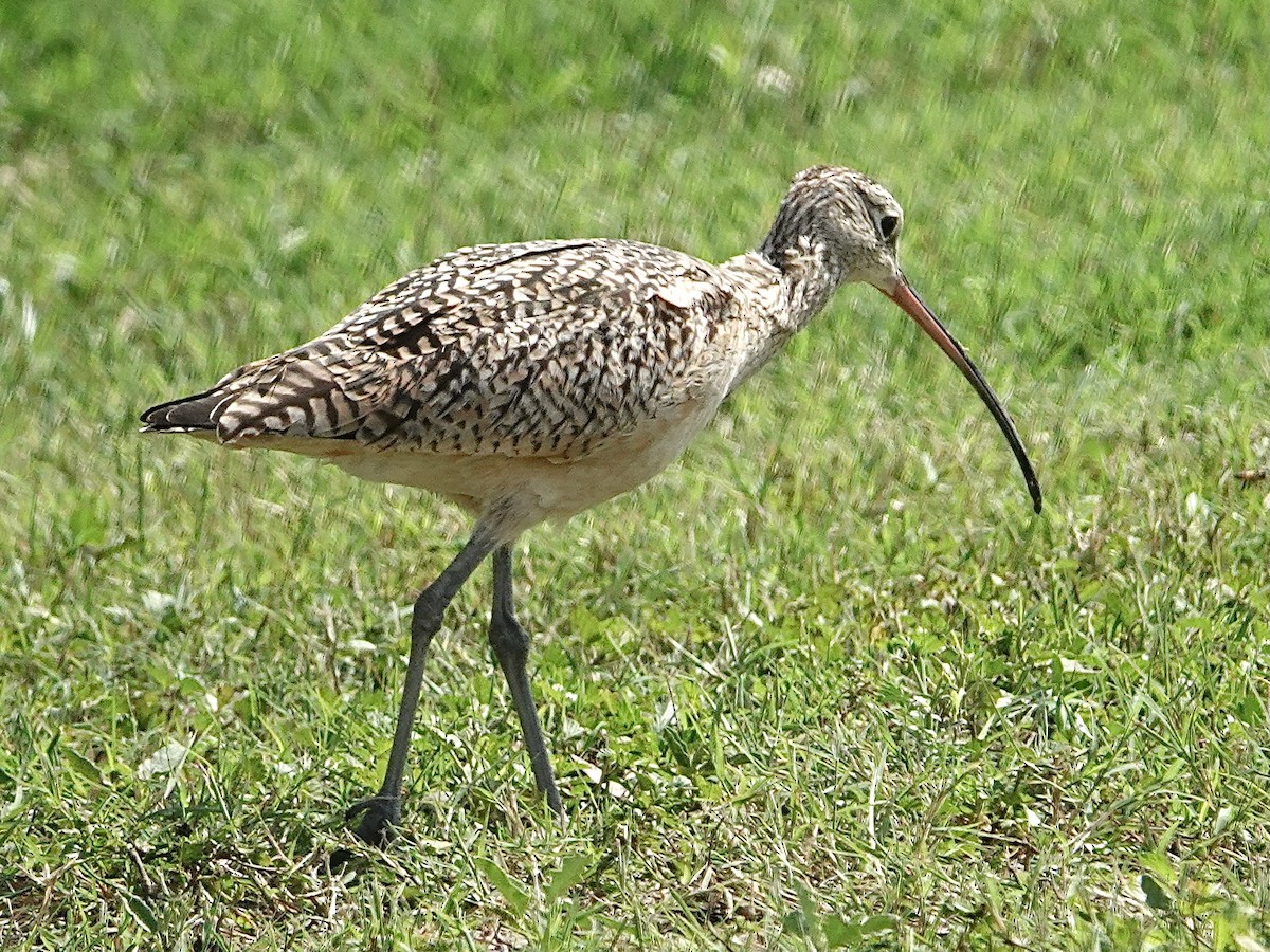 Long-billed Curlew - ML615729175