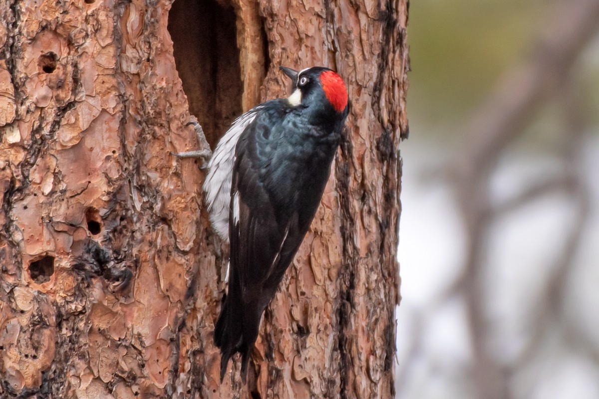 Acorn Woodpecker - ML615729200