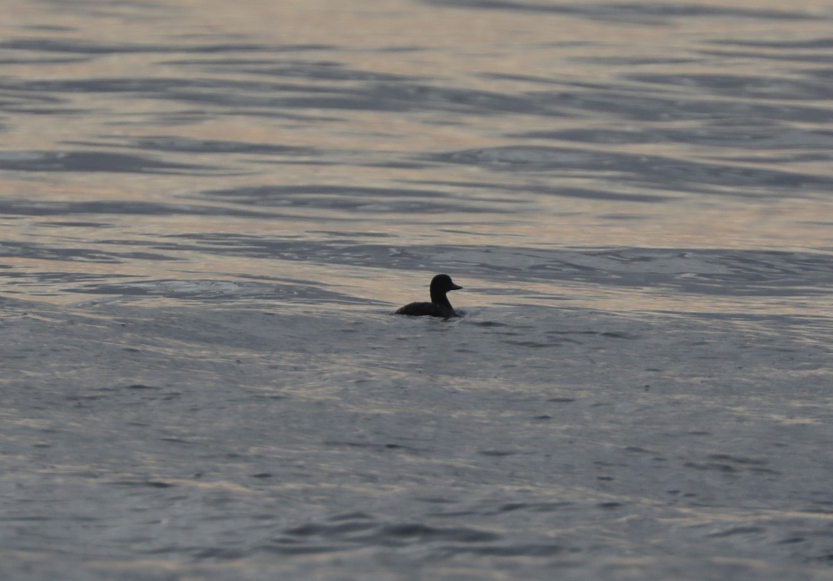 Black Scoter - Laurel Barnhill