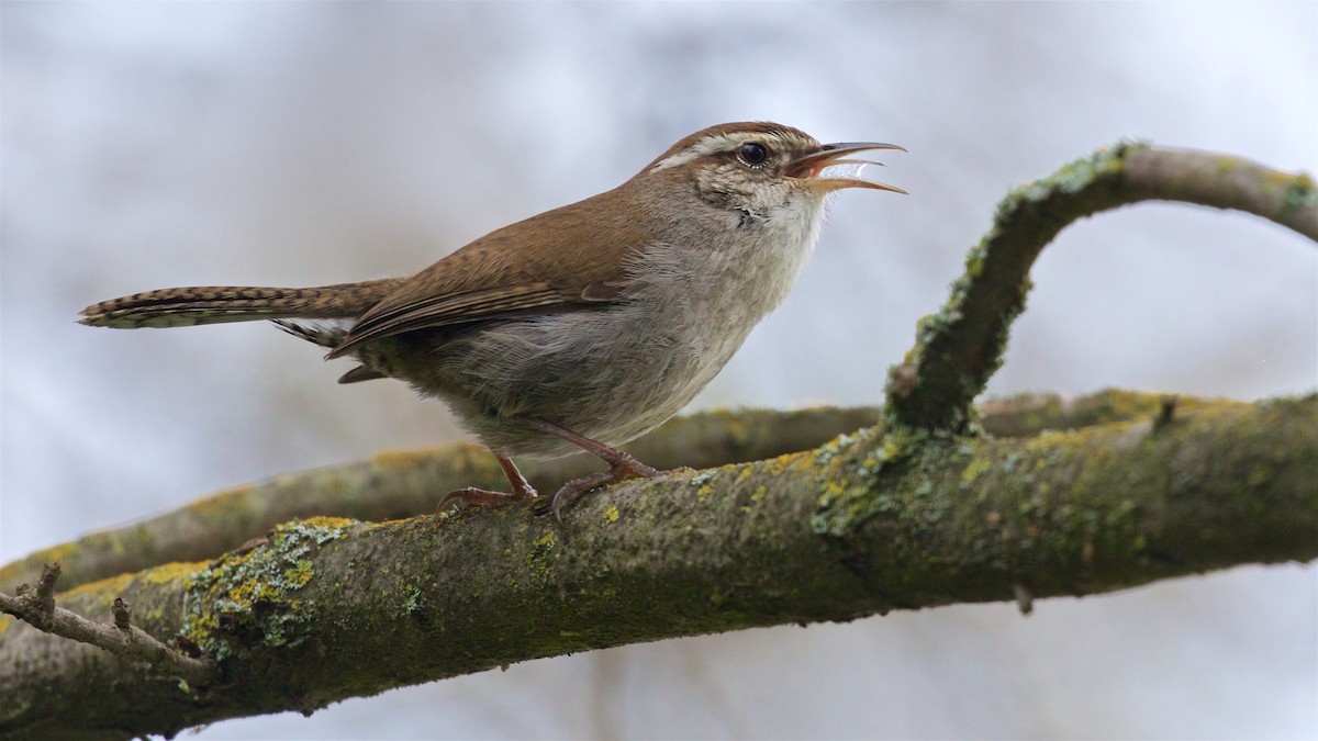 Bewick's Wren - Ed Harper