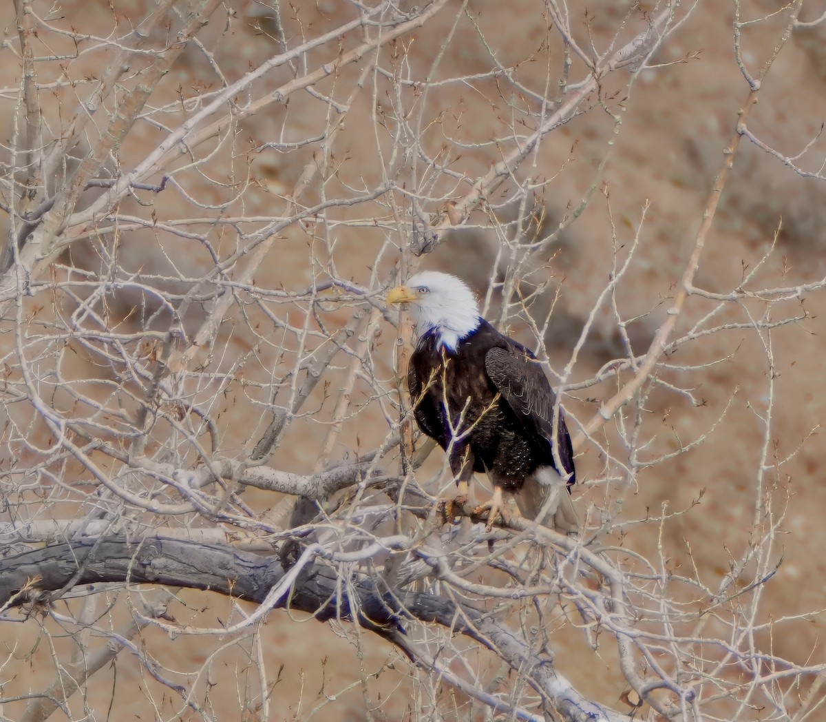 Bald Eagle - ML615729310