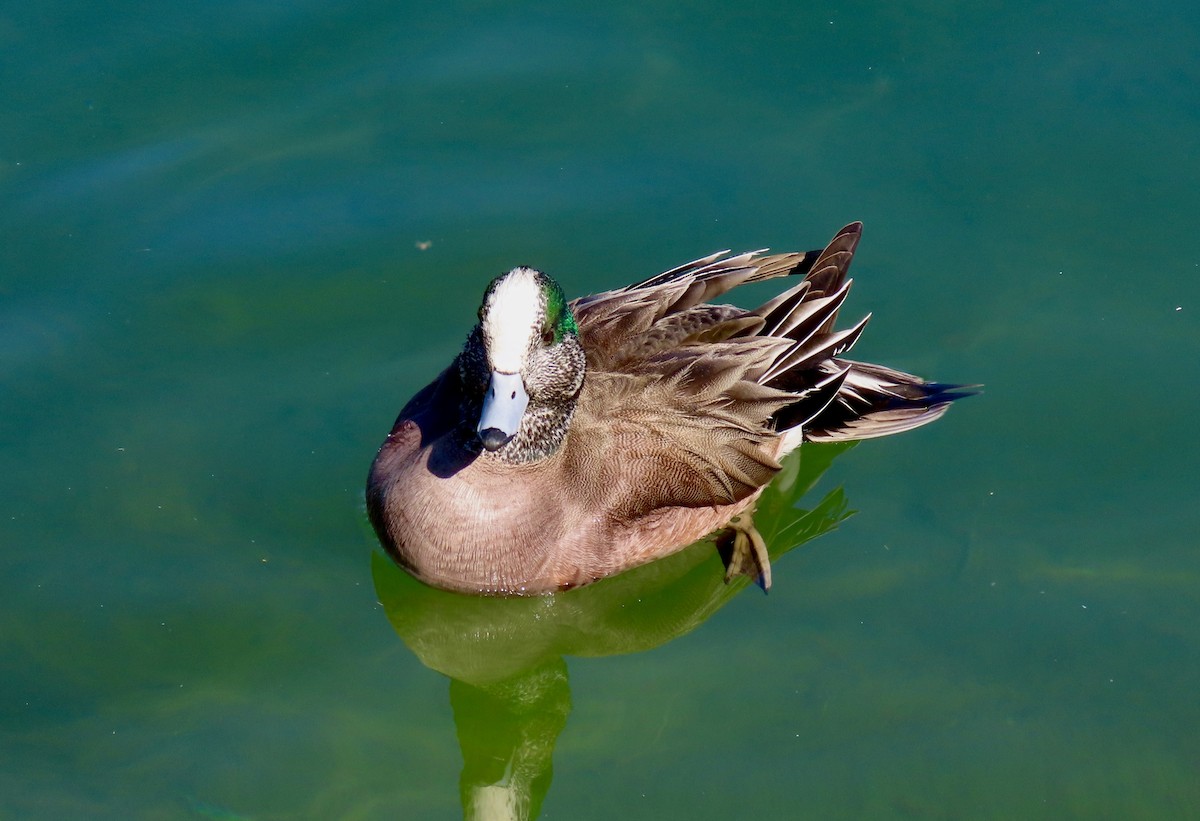 American Wigeon - ML615729326