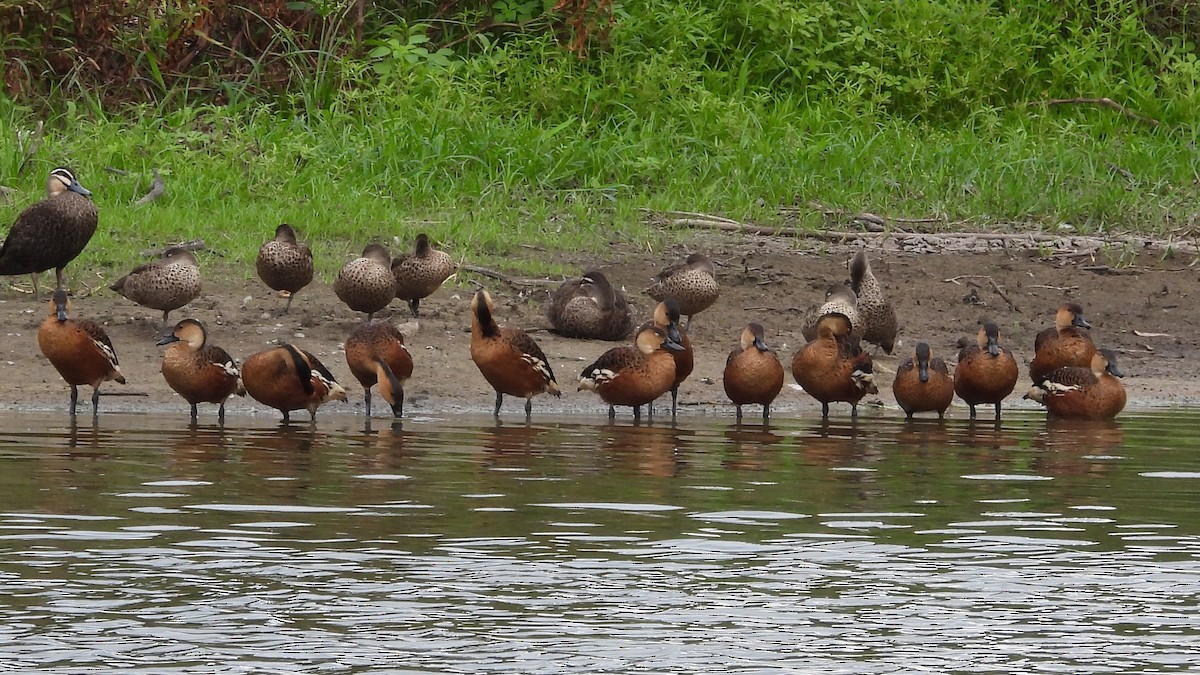 Wandering Whistling-Duck - ML615729352