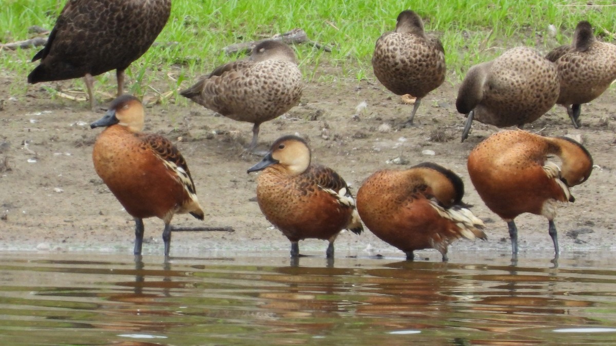 Wandering Whistling-Duck - ML615729353