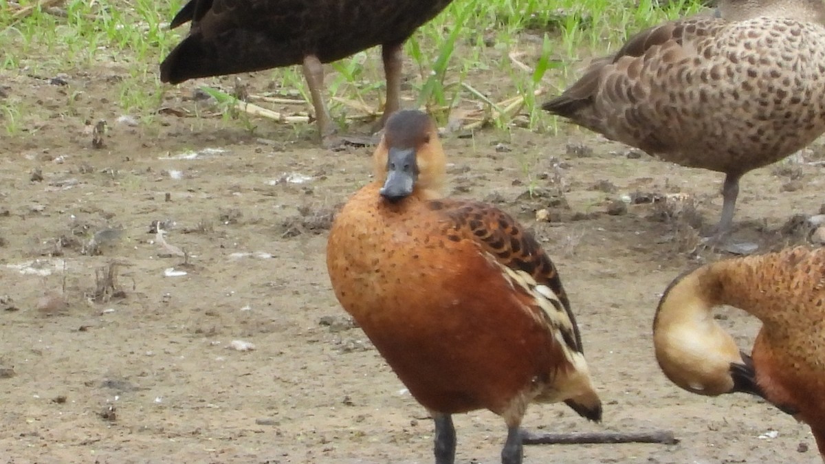 Wandering Whistling-Duck - ML615729355