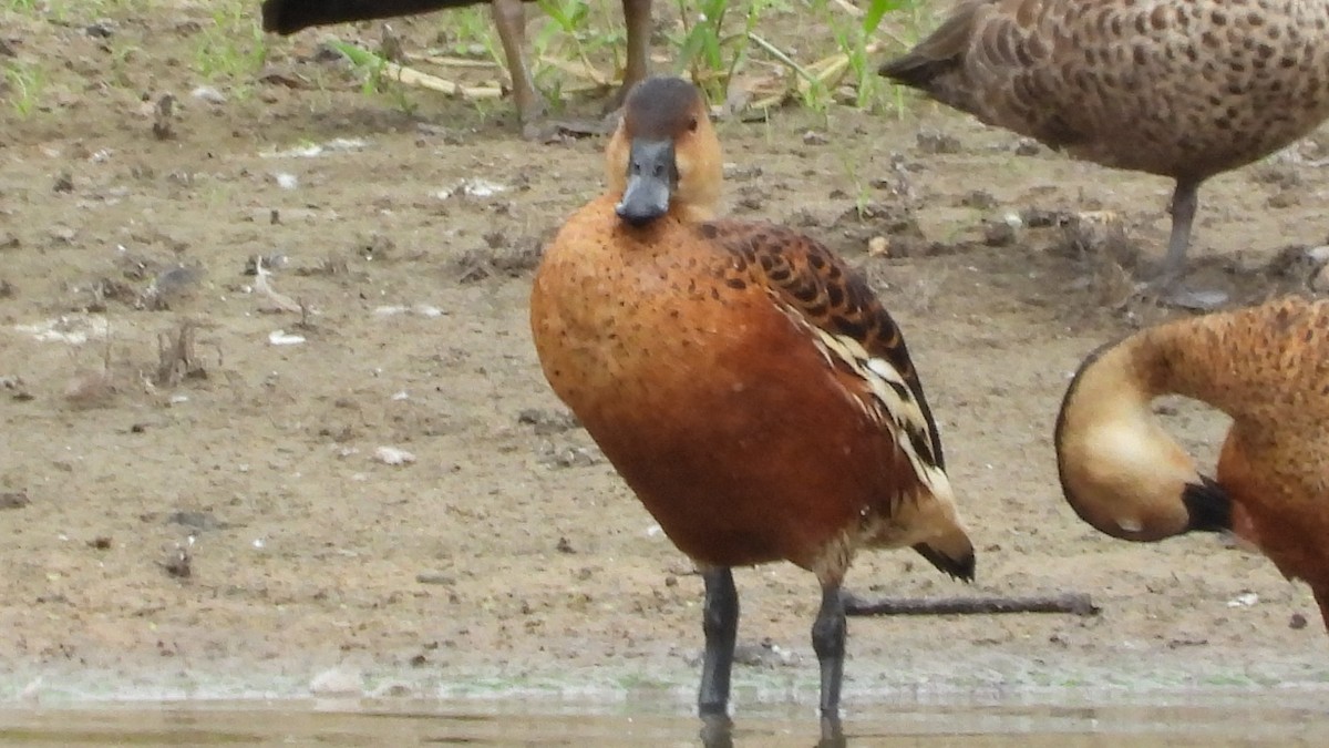 Wandering Whistling-Duck - ML615729356