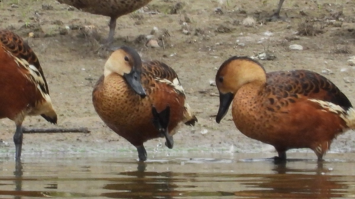 Wandering Whistling-Duck - ML615729357