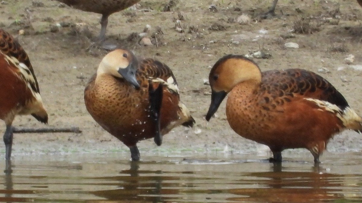 Wandering Whistling-Duck - ML615729358