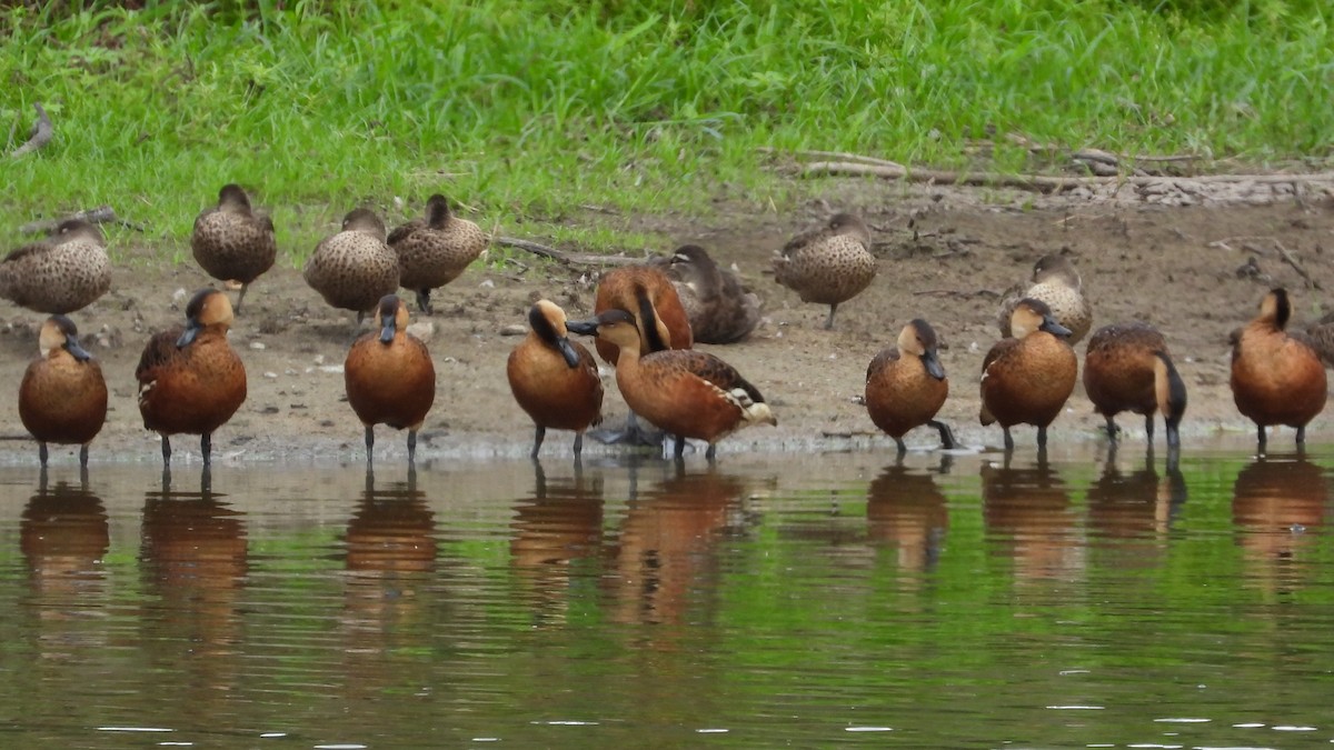 Wandering Whistling-Duck - ML615729360