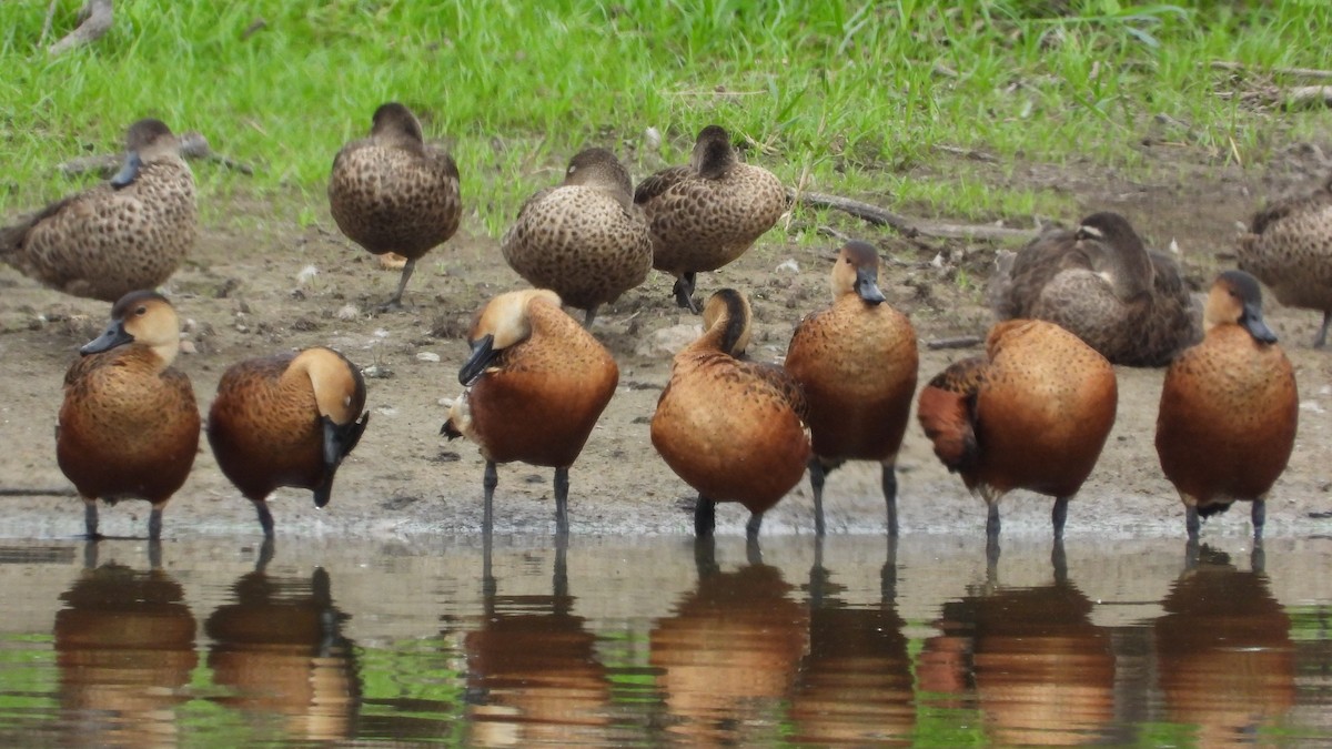 Wandering Whistling-Duck - ML615729362