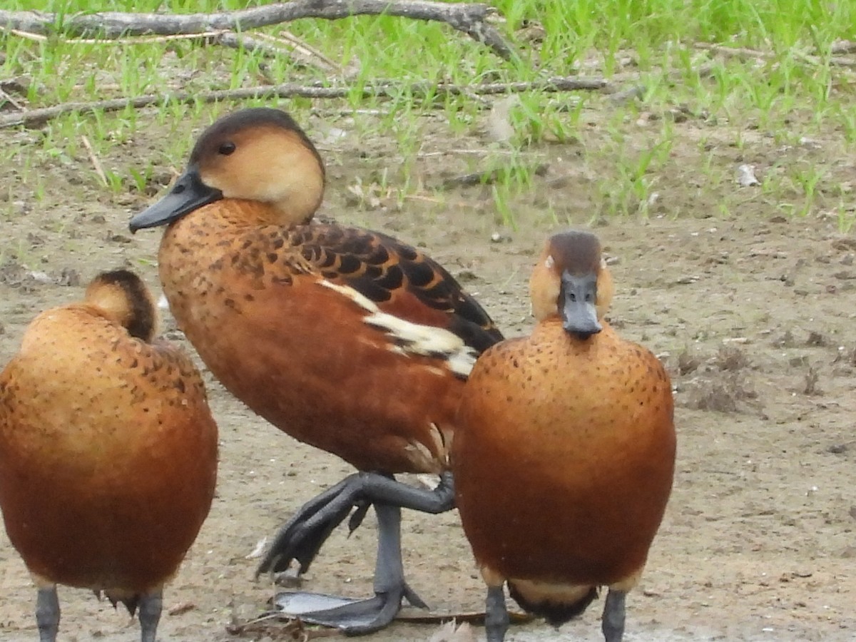 Wandering Whistling-Duck - ML615729367