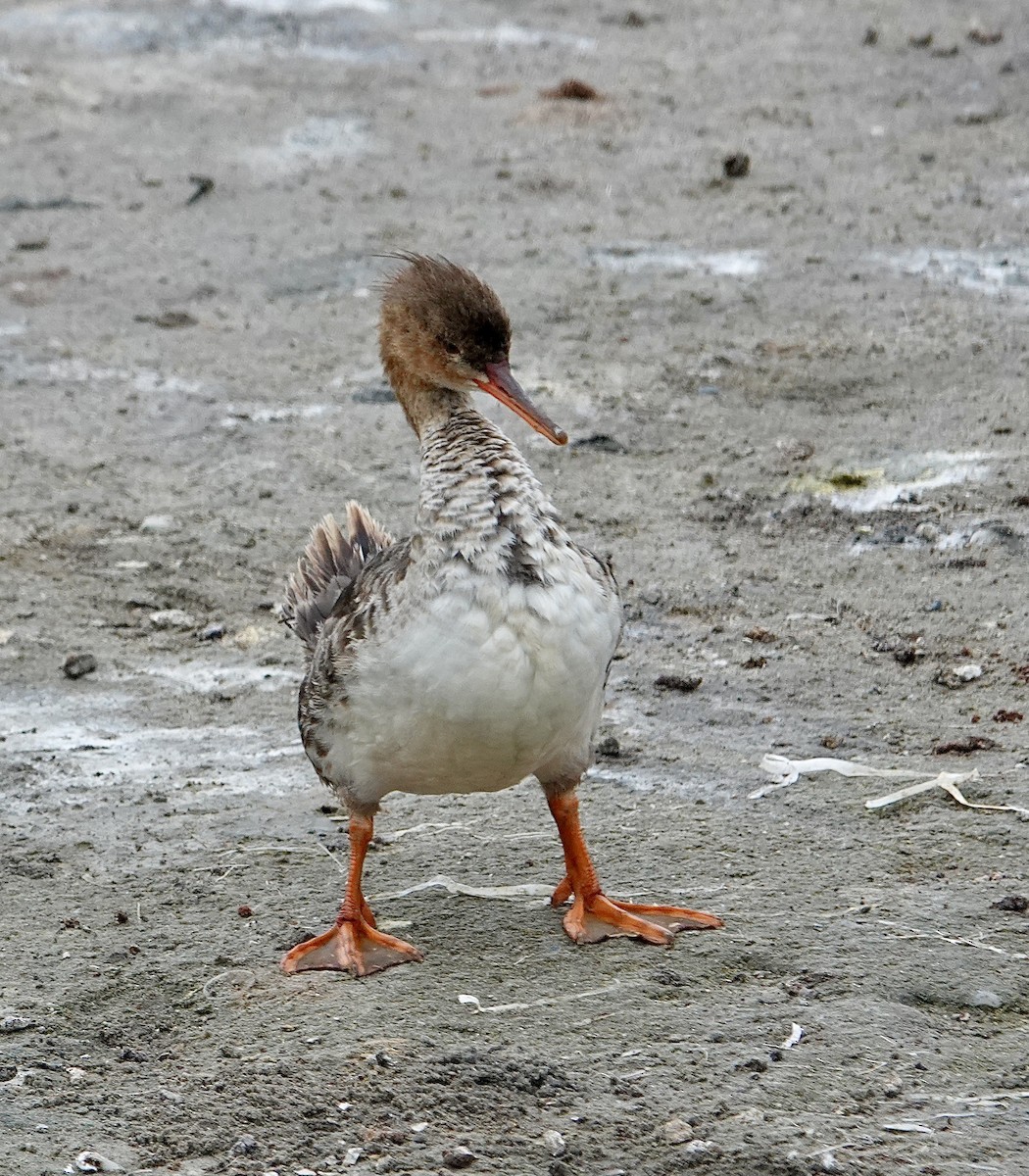 Red-breasted Merganser - ML615729394