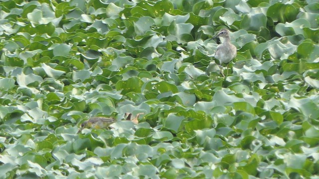 Eastern Yellow Wagtail - ML615729404