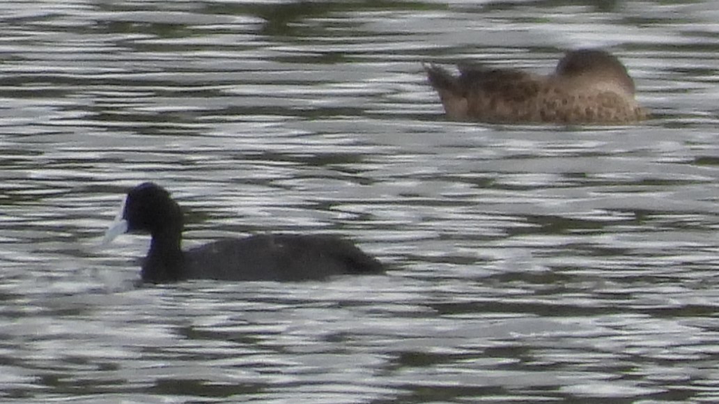 Eurasian Coot - ML615729422