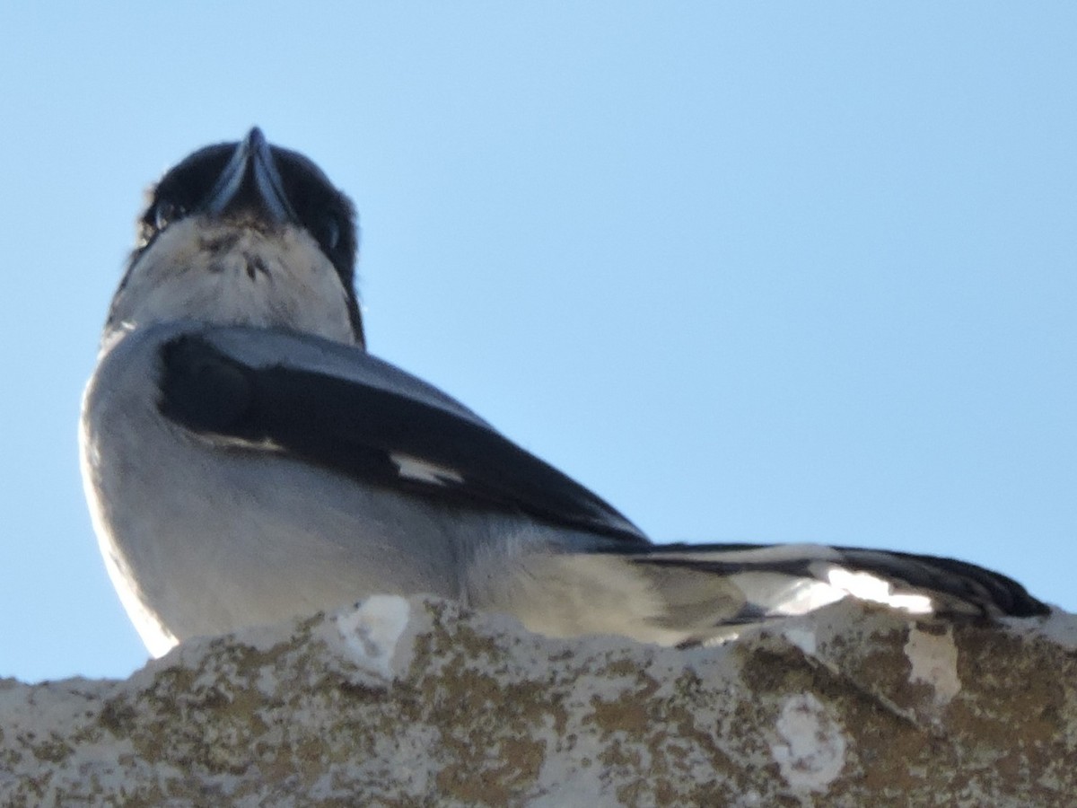 Great Gray Shrike (Sahara) - Gary Hantsbarger