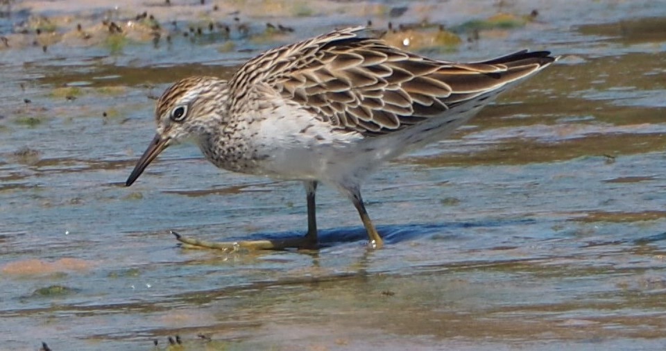 Sharp-tailed Sandpiper - ML615729446