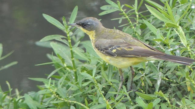 Eastern Yellow Wagtail - ML615729454